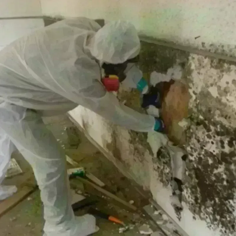 Mold Remediation and Removal in Lyon County, KY